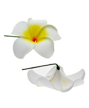 Load image into Gallery viewer, White Yellow Plumeria Sei
